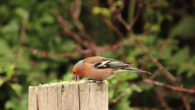 Common Chaffinch perched on a fence post. Scientific name Fringilla coelebs. Footage shows chaffinch eating seed and throwing away what it does not want.	