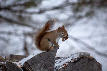 Red squirrel close up