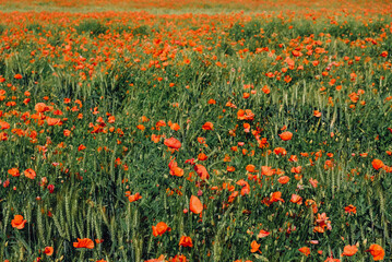 Fototapeta premium Sunny rustic landscape with wild red poppy flowers in bloom. Natural summer background.
