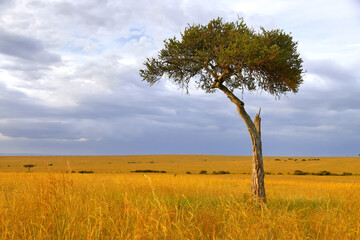 Fototapeta na wymiar Tree in a savanna