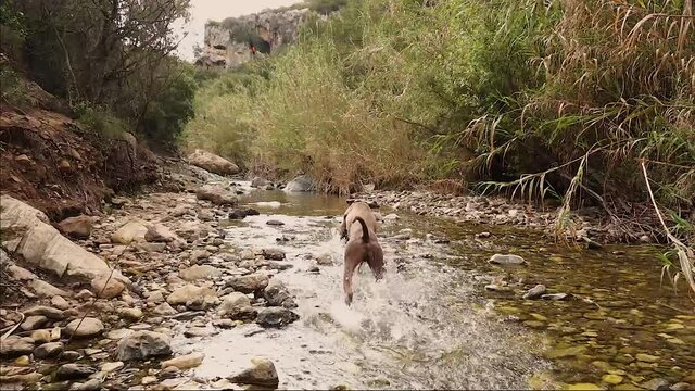 Weimaraner dog waiting for his toy and running up the brook in slow motion.