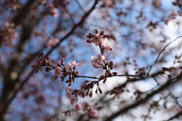 tree blossom
