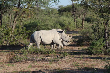 Obraz premium two rhinos in a national park in botswana