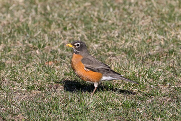 Robin getting a worm out of the early spring grass on a sunny day