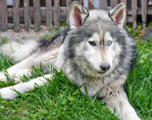  Happy Siberian husky dog outdoor on green grass 