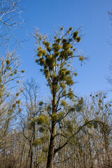 Mistletoe are semi-parasites-hemiparasites 