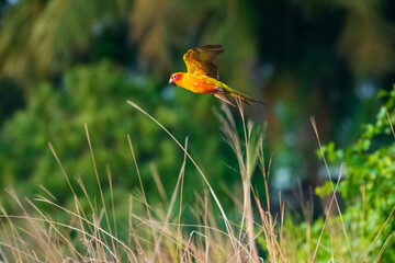 Sun conure parrot very smart naughty and lovable pet free flying in the sky.