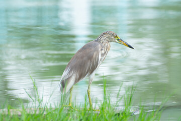 Chinese Pond Heron live in the park. Bangkok Thailand