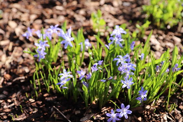 spring crocus flowers