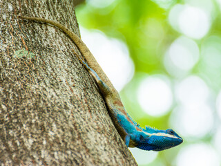 Blue Crested Lizard live on  tree in a park. Thaialnd