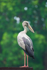Openbill stork standing on the wood in a park. Thailand