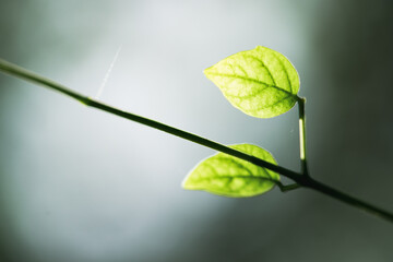 Closeup nature view of couple green leaf with copy space using as background and fresh ecology wallpaper concept - Vintage filter