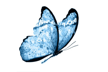 Blue butterflies isolated on white background. tropical moths. insects for design. watercolor paints © Fotograf