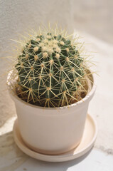 cactus , Mammillaria scrippsiana