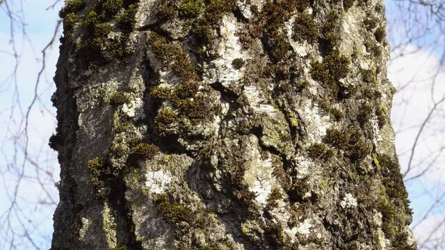 The old birch tree rough bark texture that covered with moss (in Latin - Bryophyta). A natural pattern of moss distribution on a birch trunk. An extreme close-up view scene.