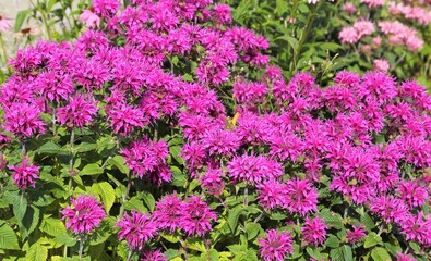 Monarda.
