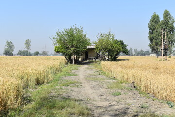 Fototapeta na wymiar Indian fields in an Indian village in Patiala, Punjab. Crop in fields.