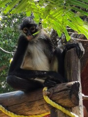 mono araña capturado