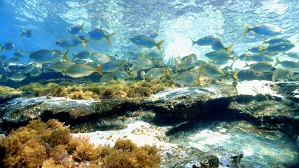 Fototapeta premium Beautiful Schools of fish in the shallow waters of the Atlantic ocean. 