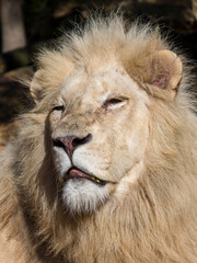 Head photo of a white South African lion