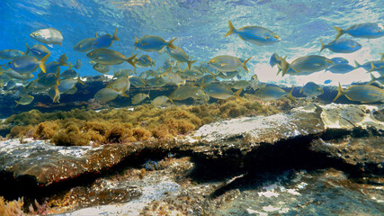 Beautiful Schools of fish in the shallow waters of the Atlantic ocean. 