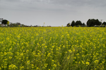 meadow of yellow flowers in spring