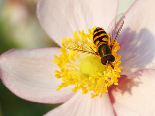 The bee is sitting on a pink flower. Close-up. Macro.