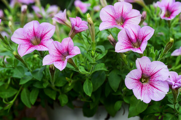 pink flowers in the garden