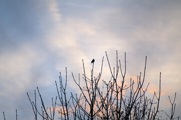 bird on the branch,sunset,sky, nature,winter,tree,silhouette,evening