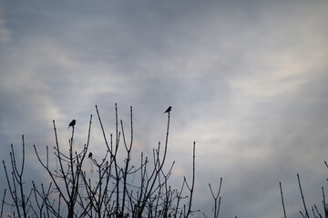 Obraz premium birds on the branch,tree, winter, clouds,sky, nature,silhouette,evening, 
