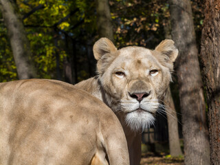 Portrait of a white South African lion in autumn