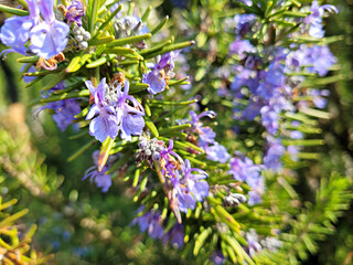 Rosemary, Rosemary flowers, Hub