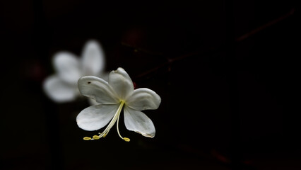 Jasmine flower black in dark background