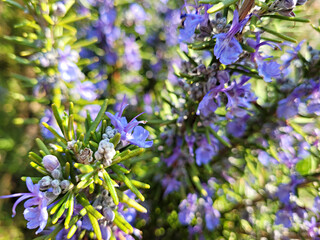 Rosemary, Rosemary flowers, Hub