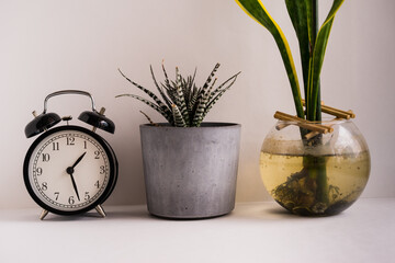 Close-Up Of Potted Plant And Clock On Table At Home