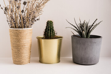 Potted Plants On Table Against White Background