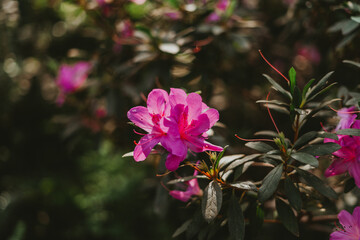 pink azaleas flowers in the garden