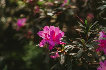 Fotobehang pink azaleas flowers in the garden © Ольга Жушман
