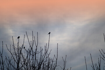 birds on the tree,winter,sky, sunset, nature, tree,silhouette,evening,clouds,