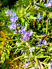 Rosemary, Rosemary flowers, Hub