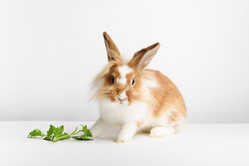 Adorable rabbit with parsley on a white background