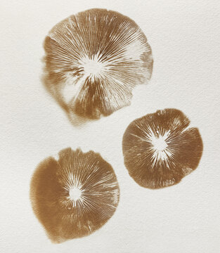 Three mushroom spore prints on textured paper