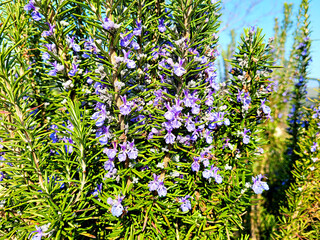 Rosemary, Rosemary flowers, Hub