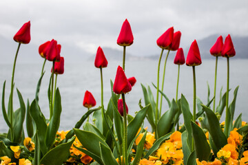 Tulips with raindrops on the lake Como background, Italy.