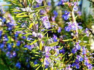 Rosemary, Rosemary flowers, Hub
