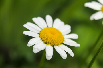 Obraz premium daisy flower closeup