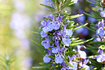 Rosemary, Rosemary flowers, Hub