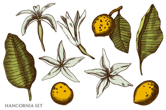 Vector set of hand drawn colored hancornia