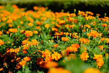 Beautiful yellow flowers