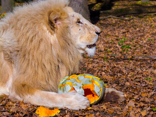 A male white lion and a halloween pumpkin
